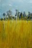 "Kalahari Grass"