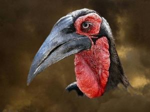 "Brom Voël - Hum Bird"