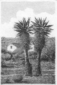 "Aloes"