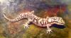 "Gecko 2"