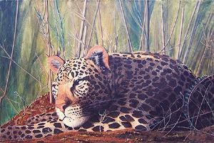 "Leopard Resting"