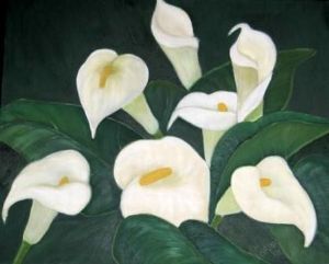 "Arum Lilies"