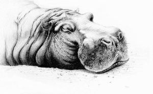 "Sleepy Hippo"