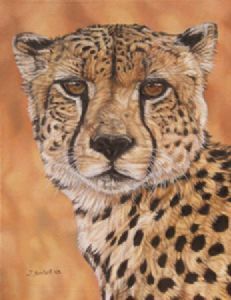 "Cheetah Time"