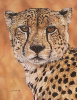 "Cheetah Time"