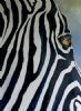 "Zebra profile"