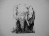 "Elephant (1)"