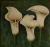 "White Arum Lily"