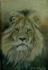"Close Up, Lion Portrait #1"