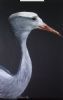 "Blue Crane Portrait"