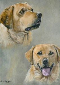 "Labradors"