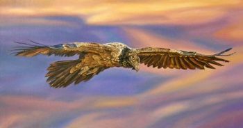 "Bearded vulture"