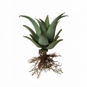 "Aloe Botanical Print"