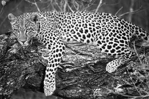 "Leopard"
