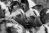 Wild Dogs