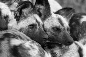 "Wild Dogs"