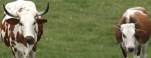 "Nguni Cows"