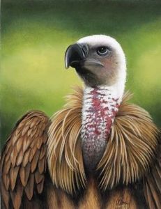"Cape Vulture"