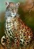 "Leopard, Sitting "