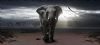 "Elephant in Cape Town"