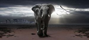 "Elephant in Cape Town"