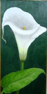 "Arum Lily"