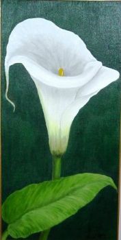 "Arum Lily"