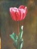 "Tulip"