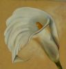 "Arum on cream 2"