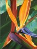 "Strelitzia 1"