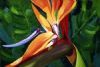 "Strelitzia 2"