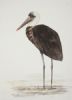 "Woolly-necked Stork"