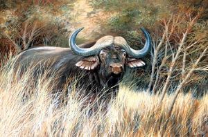 "Stand Off - Buffalo"