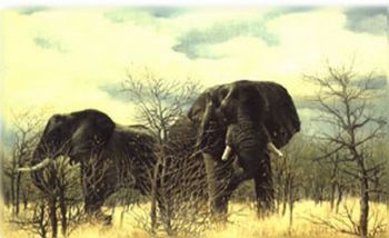 "Storm Warning - Elephant"