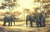 "Midday Meeting - Elephants"