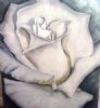 "White Rose on Silver"