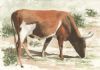 "Nguni 6"