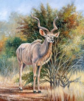 "King Of Letaba - Kudu Bull"