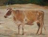 "Nguni 11"