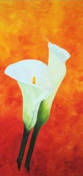 "Arum Lilies 1"