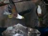 "Fish Eagle"