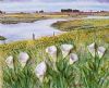 "Velddrift lilies"
