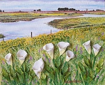 "Velddrift lilies"