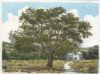 "Cork Tree-Kurkboom"