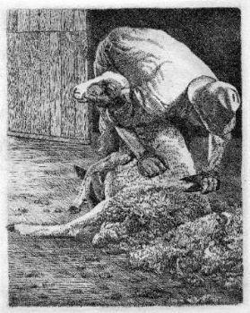 "Sheep shearer-Skaapskeerder"