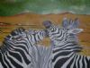 Zebra bicker
