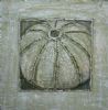 "urchin sea shell"