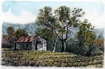 "Winter Vineyard-Winterwingerd"