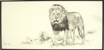 "Big 5 Lion"