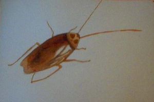 "Cockroach"